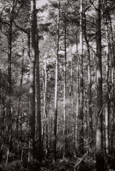 Film photo by Rob Hayward, developed and scanned at Just Shoot Film