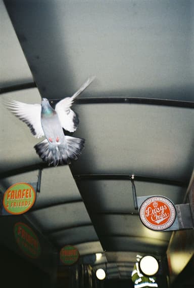 Film photo by Jude Glossop, developed and scanned at Just Shoot Film