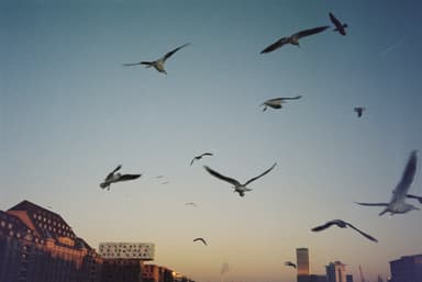 Film photo by Richie Harrold, developed and scanned at Just Shoot Film