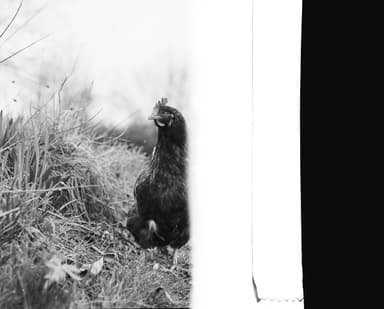 Film photo by Toby Thomson, developed and scanned at Just Shoot Film